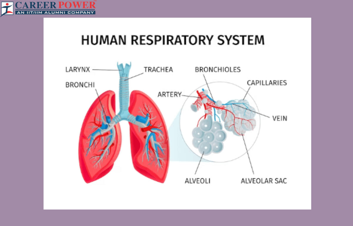 Human Respiratory System: Definition, Diagram, Parts and Function_20.1