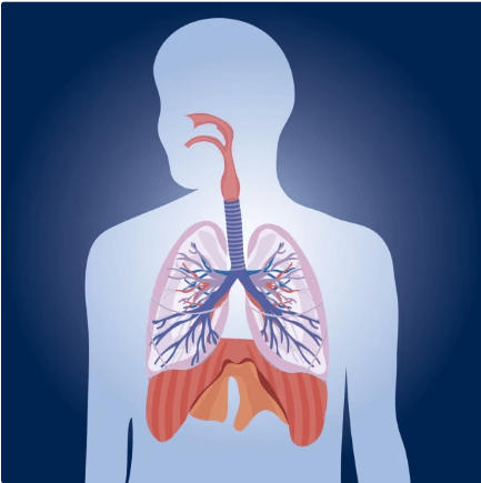 Human Respiratory System: Definition, Diagram, Parts and Function_30.1
