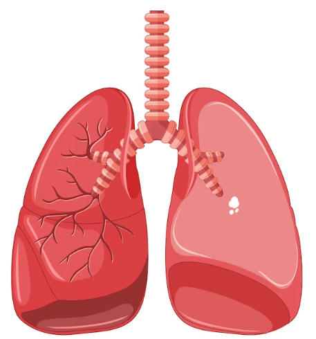 Human Respiratory System: Definition, Diagram, Parts and Function_70.1