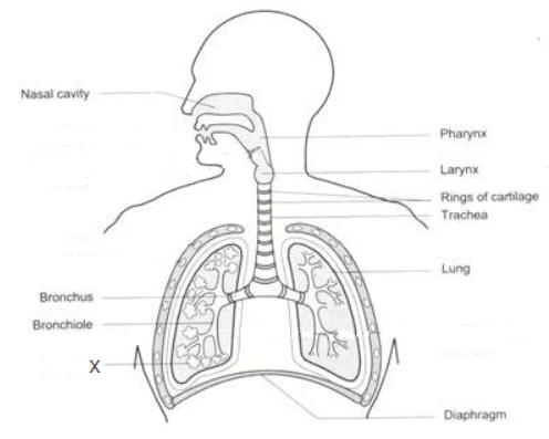 Human Respiratory System: Definition, Diagram, Parts and Function_40.1
