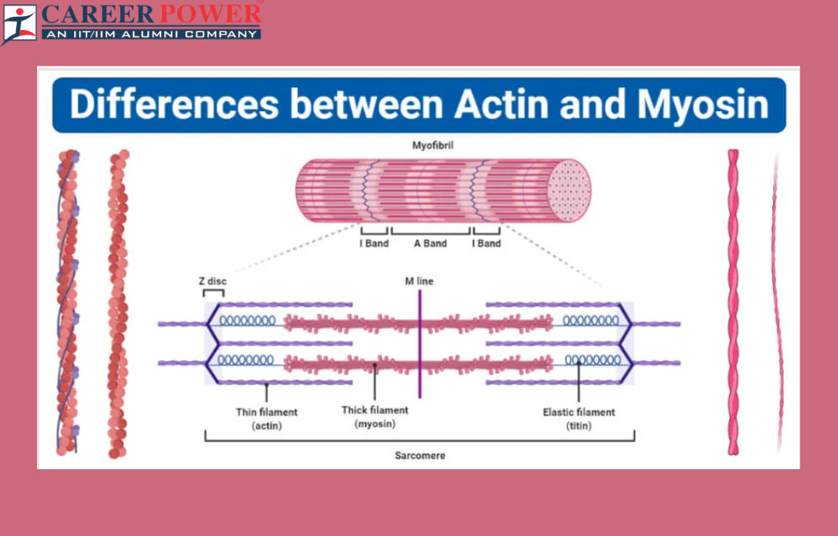 DIFFERENCE BETWEEN ACTIN AND MYOSIN