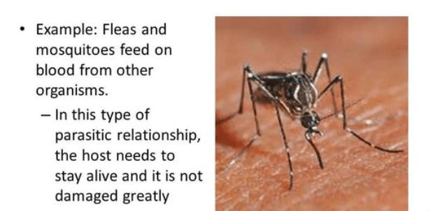 Predation and Parasitism - Differences and Similarities_4.1