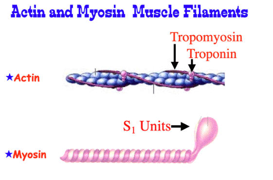 Difference Between Actin and Myosin_3.1
