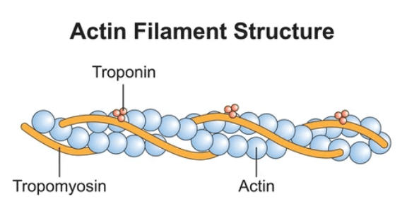 Difference Between Actin and Myosin_4.1