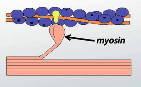 Difference Between Actin and Myosin_5.1