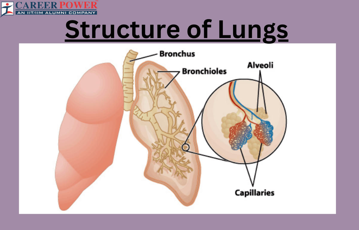 structure of lungs