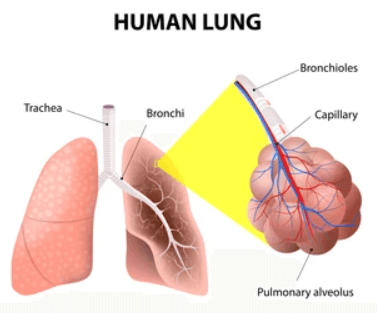 Structure of Lungs: Definition, Diagram and Functions_5.1