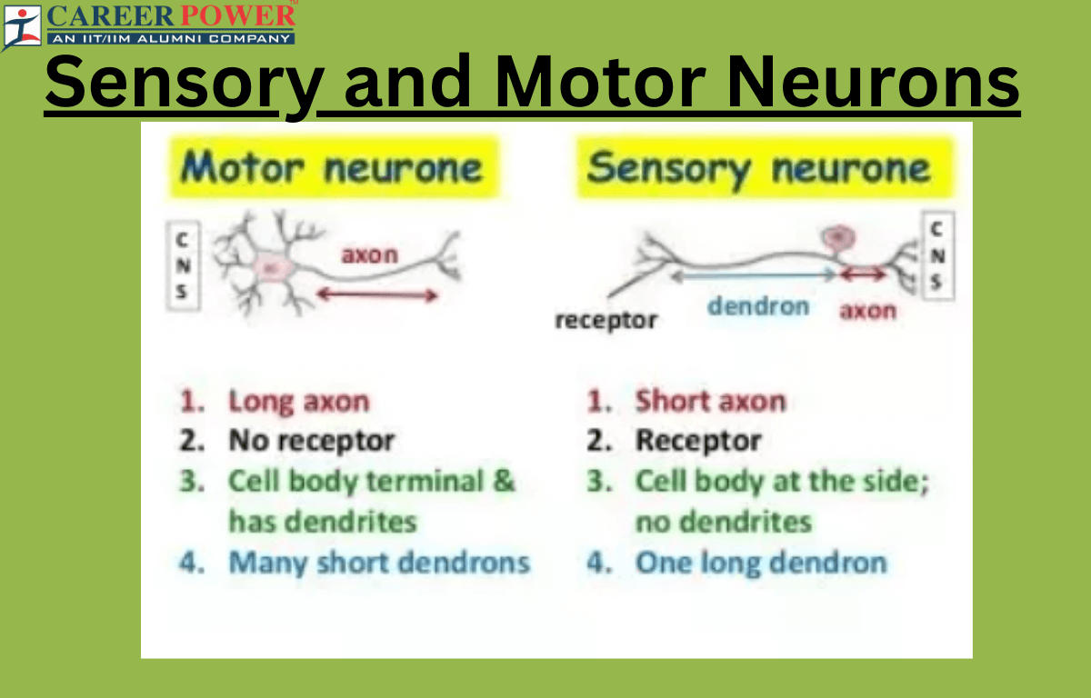 sensory and motor neurons