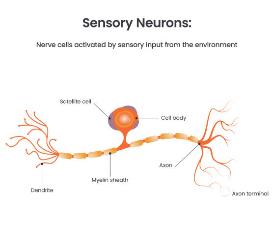 Sensory and Motor Neurons: Definition and Differences