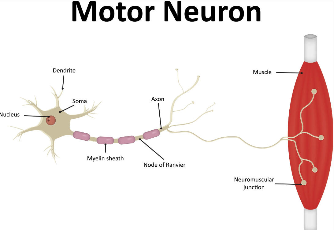 Sensory and Motor Neurons: Definition and Differences_40.1