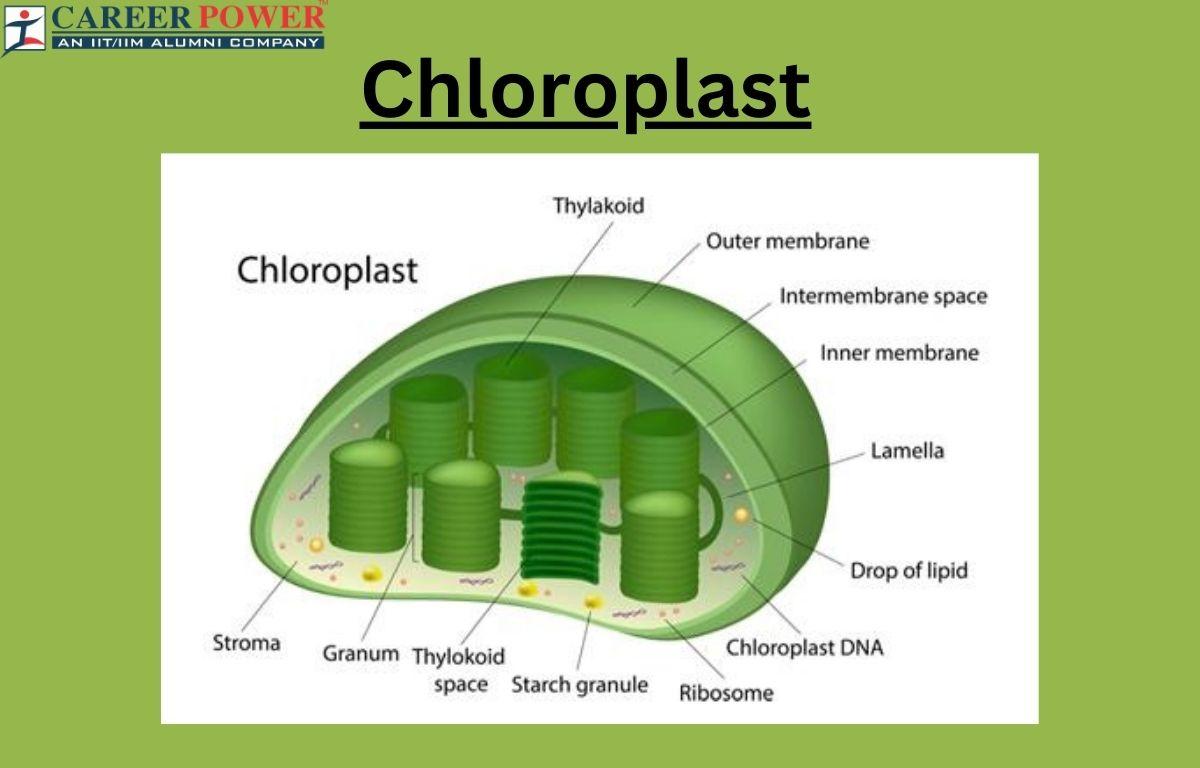 Chloroplast: Definition, Diagram, Functions and Structure_20.1