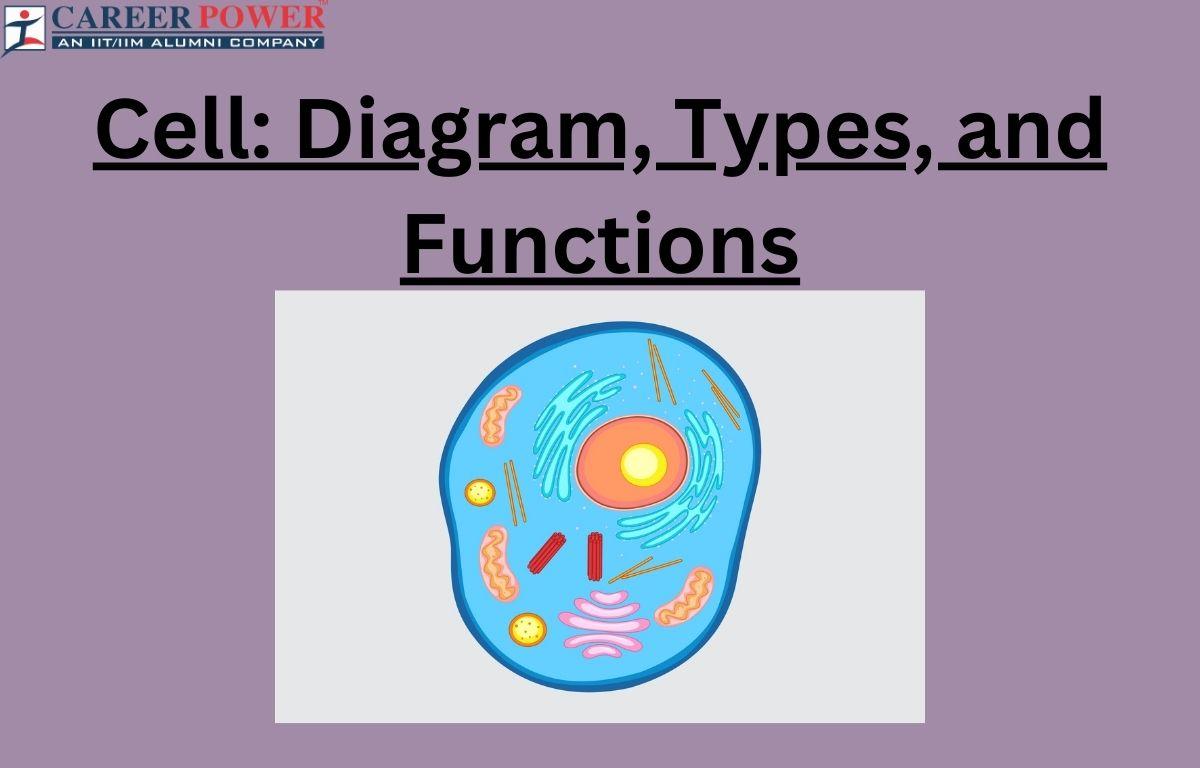 Cell: Definition, Diagram, Structure, Types, and Functions_20.1