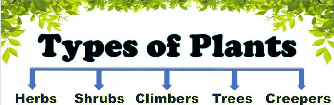 Types of Plants-Herbs, Shrubs, Trees, Climbers, and Creepers