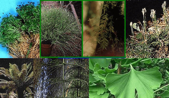 Different Types of Plants_3.1