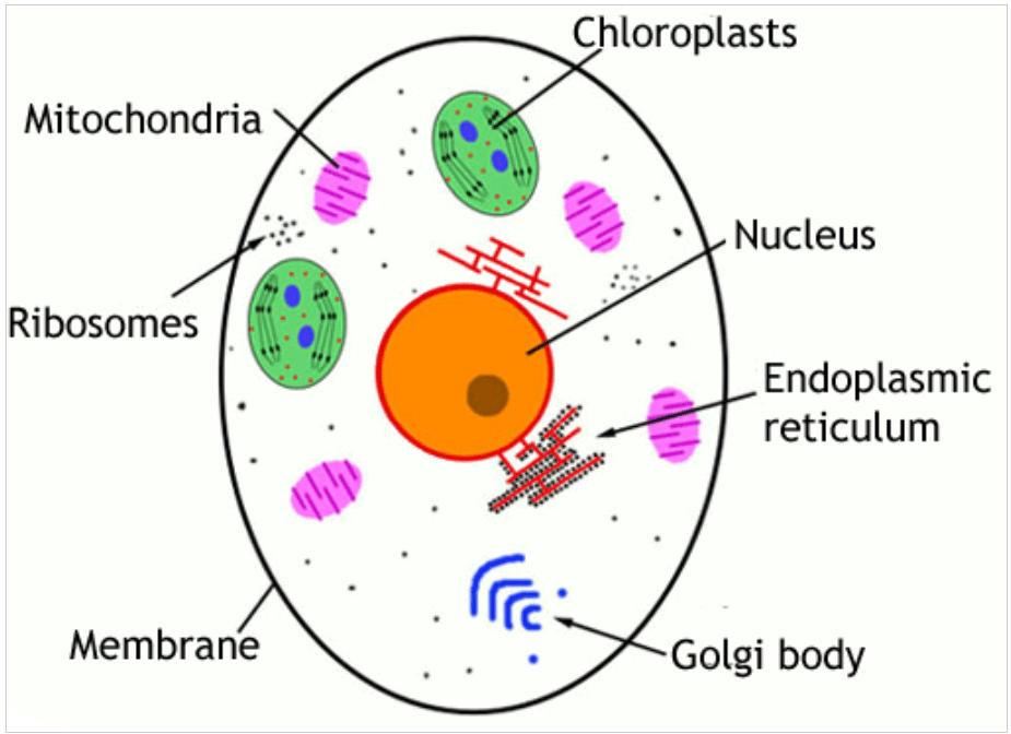 Cell: Definition, Diagram, Structure, Types, and Functions_4.1