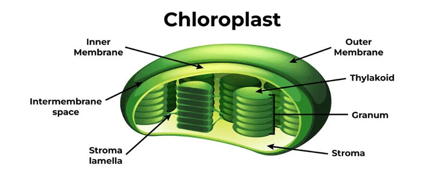 Chloroplast: Definition, Diagram, Functions and Structure_30.1