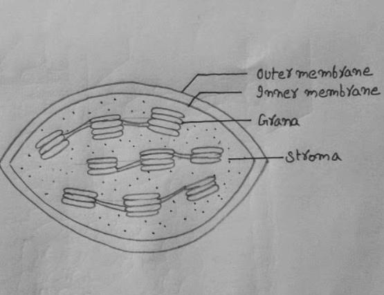 Chloroplast: Definition, Diagram, Functions and Structure_40.1