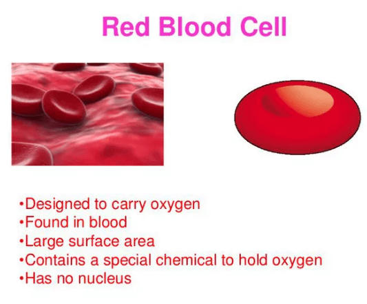 Blood - Definition, its Components, and Functions_80.1