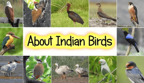 Birds Names in English, List of 50 Birds Name_8.1