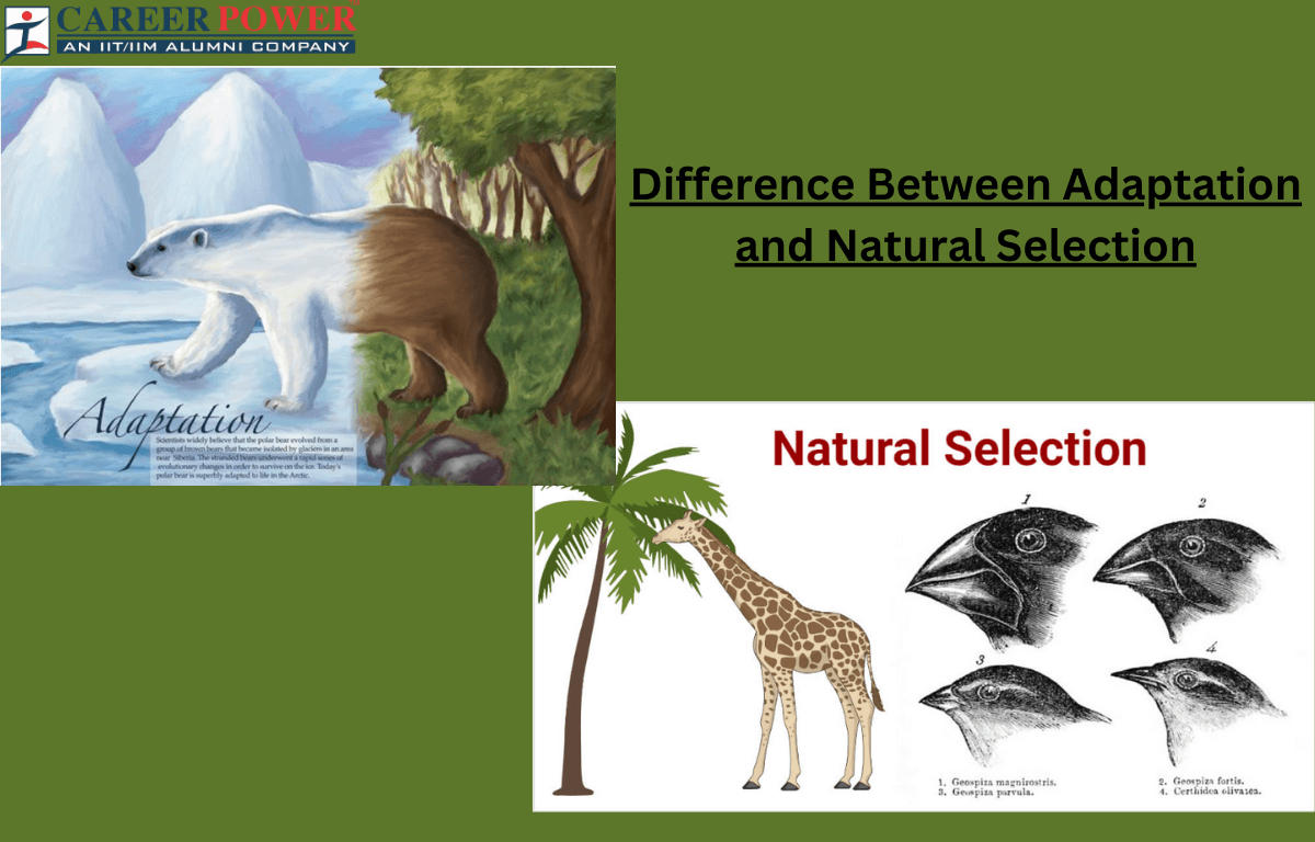 Adaptation and Natural Selection: Definition, Differences, and Importance_20.1