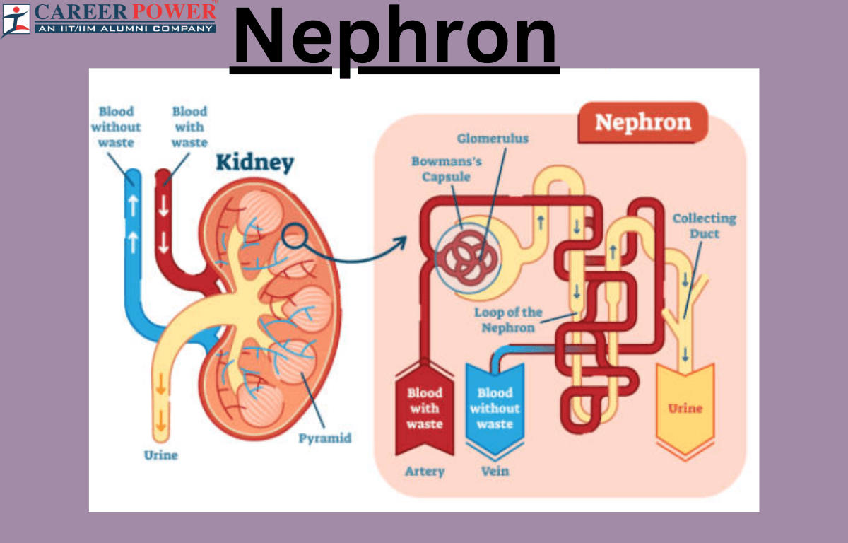 Nephron 1 