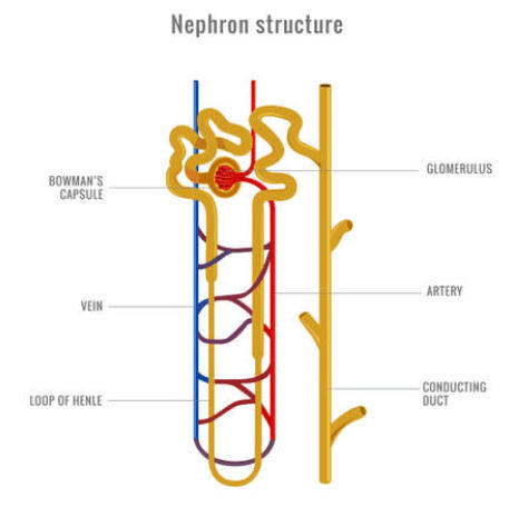 Nephron: Definition, Structure, Types, and Functions_4.1