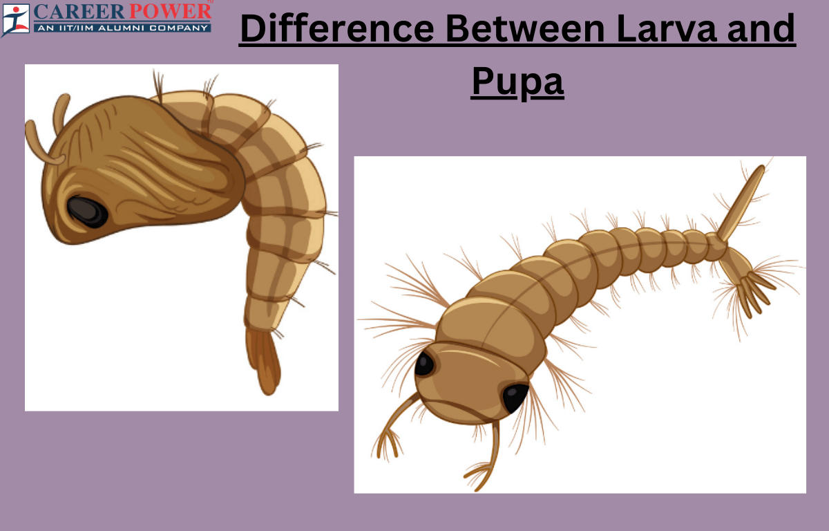 Difference Between Larva and Pupa_20.1