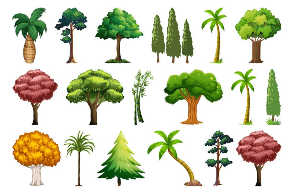 Trees Names, List of 50+ Tree Names in English_30.1
