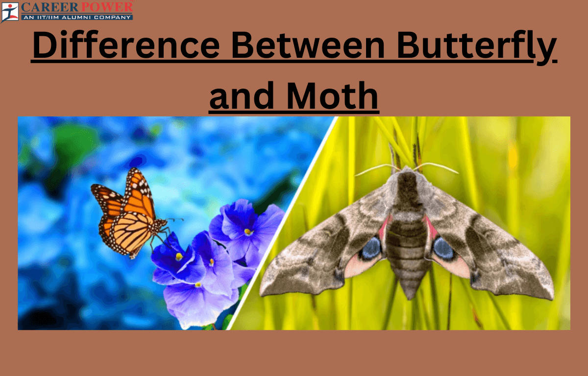 Moth and Butterfly: Identification, Differences and Similarities_20.1