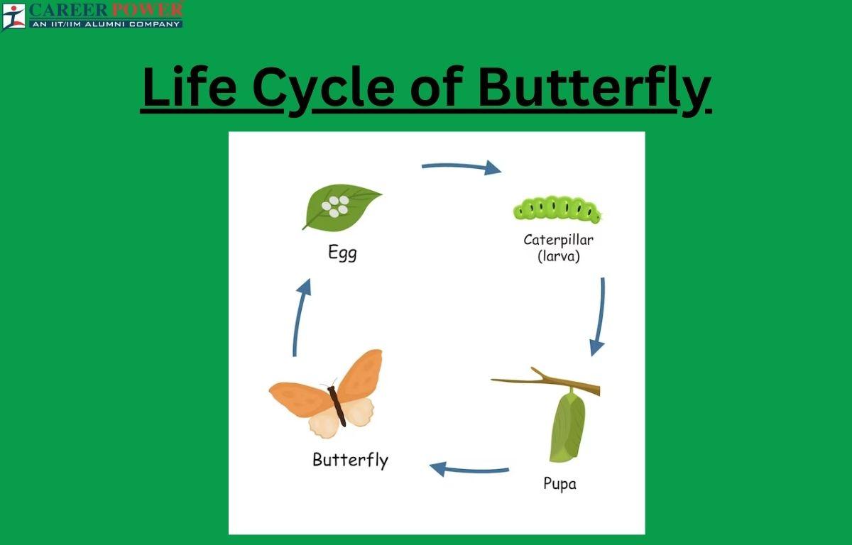Life Cycle Of A Butterfly All Four Stages Explained