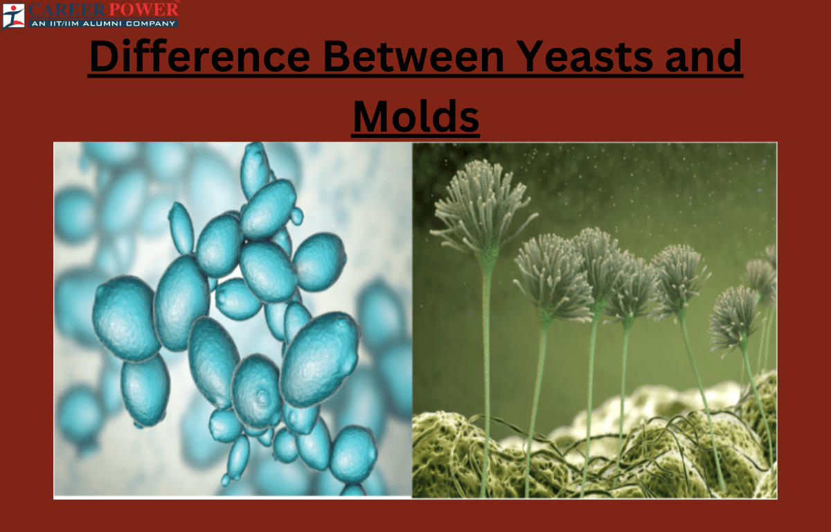 Molds and Yeasts - Difference and Comparison_20.1