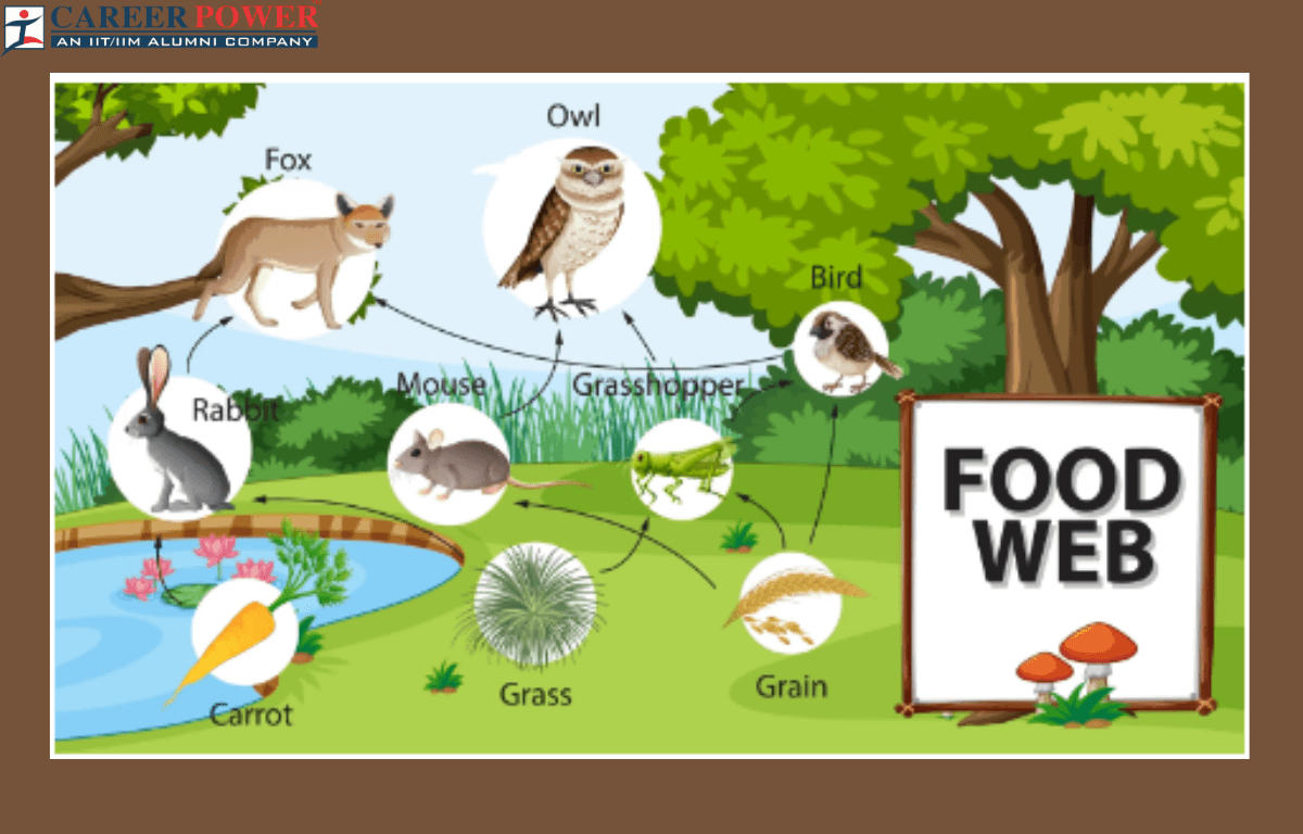 Food Chain Vs Food Web As Ecosystem Feeding Classification 51 OFF