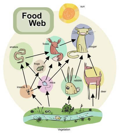 Food Web: Diagram, Examples, Food Chain and its Importance_30.1