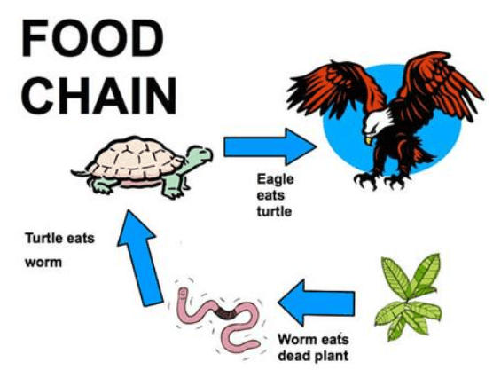 Food Web: Diagram, Examples, Food Chain and its Importance_4.1