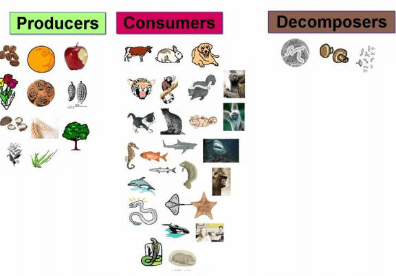 Food Web: Diagram, Examples, Food Chain and its Importance_5.1