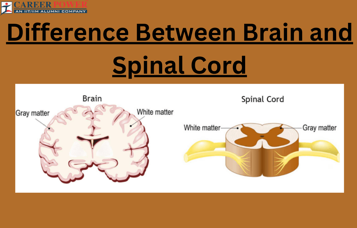 difference between brain and spinal cord