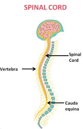 Difference Between Brain and Spinal Cord_4.1