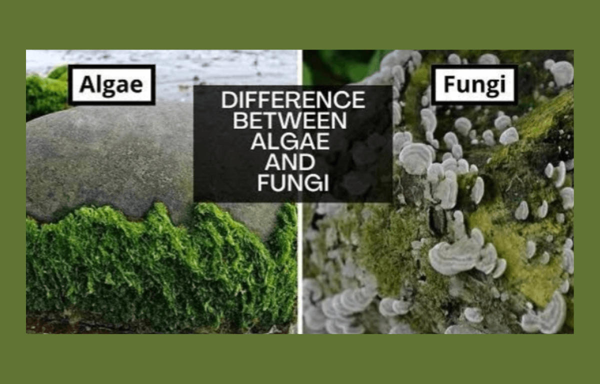 Algae and Fungi - Differences with Examples_20.1