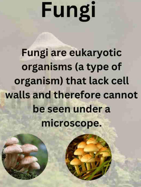 Algae and Fungi - Differences with Examples_40.1