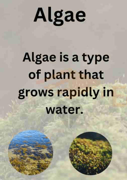 Algae and Fungi - Differences with Examples_30.1