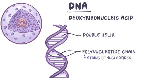 Gene and DNA: Definition, Differences, and Importance_4.1