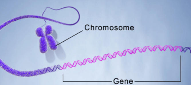 Gene and DNA: Definition, Differences, and Importance_30.1