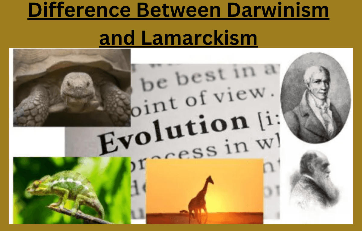 Darwinism and Lamarckism -Definition, Differences, and their Importance_20.1