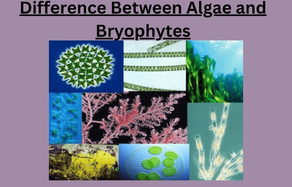 Algae and Bryophytes - Definition, Differences, and Similarities_20.1