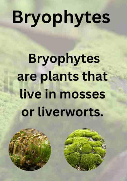 Algae and Bryophytes - Definition, Differences, and Similarities_40.1