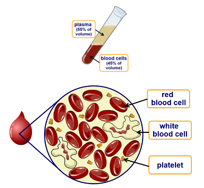 Blood - Definition, its Components, and Functions_7.1