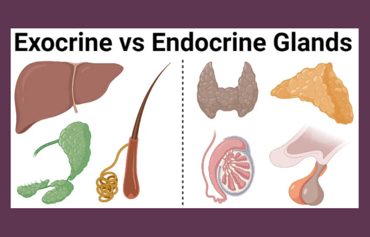 Endocrine and Exocrine Glands: Definition, Differences, and Importance_20.1