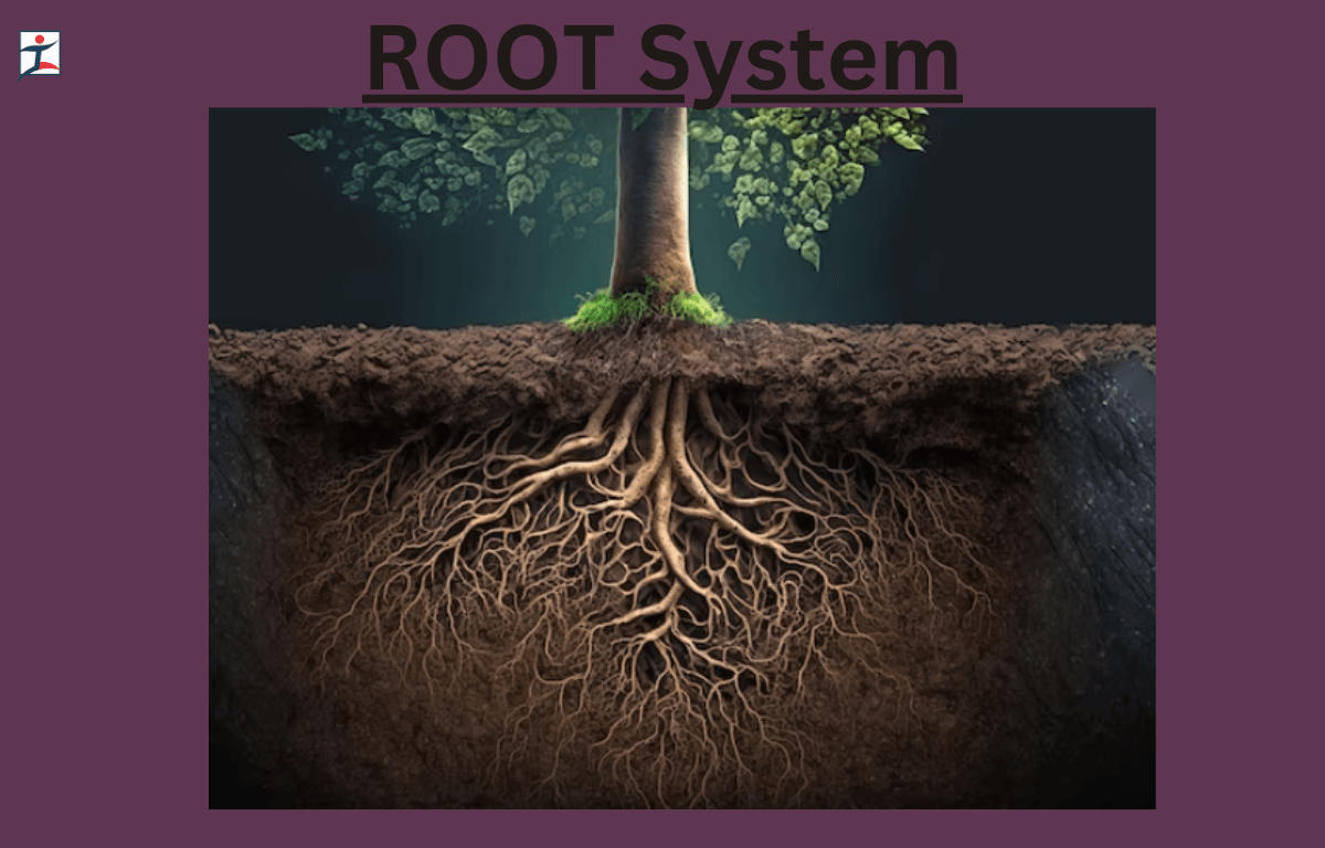 Root System Definition Functions And Types Of Roots