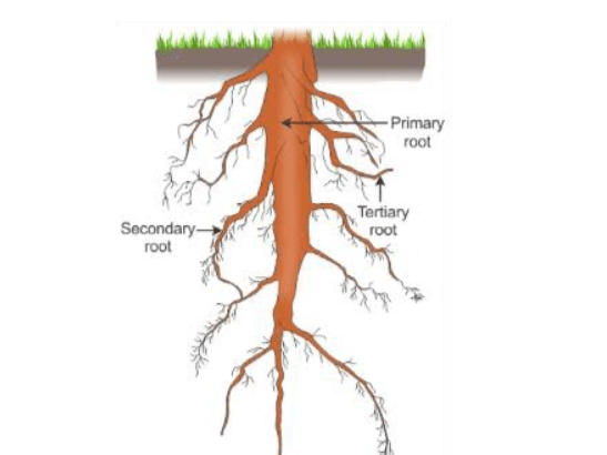 Root System: Definition, Functions, and Types of Roots_60.1