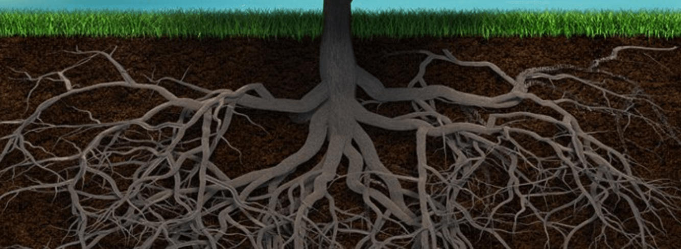 Root System: Definition, Functions, and Types of Roots_40.1